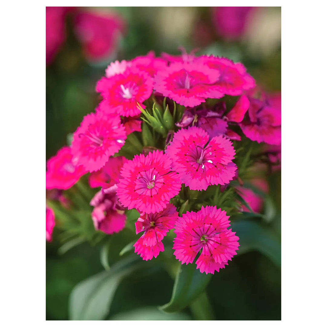 Heirloom Pink Dianthus Flower Seeds for Planting – Non-GMO, High Germination Fragrant Garden Blooms | Neera Seeds product photo [neera-v4-6cf28bf9ff42a5813314]