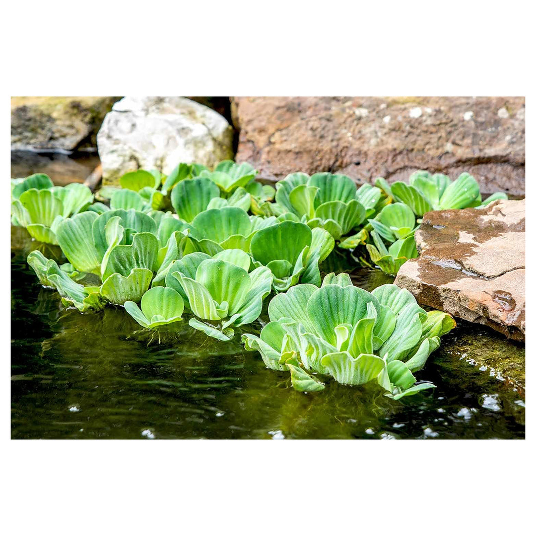 Water Lettuce Plant Seeds for Planting – Heirloom & Non-GMO Organic Garden Seeds, High Germination | Neera Seeds product photo [neera-v4-6cf2fab779fb9dfe9a67]