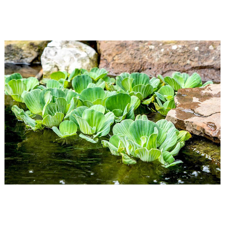 Water Lettuce Plant Seeds for Planting – Heirloom &amp; Non-GMO Organic Garden Seeds, High Germination | Neera Seeds product photo [neera-v4-6cf2fab779fb9dfe9a67]