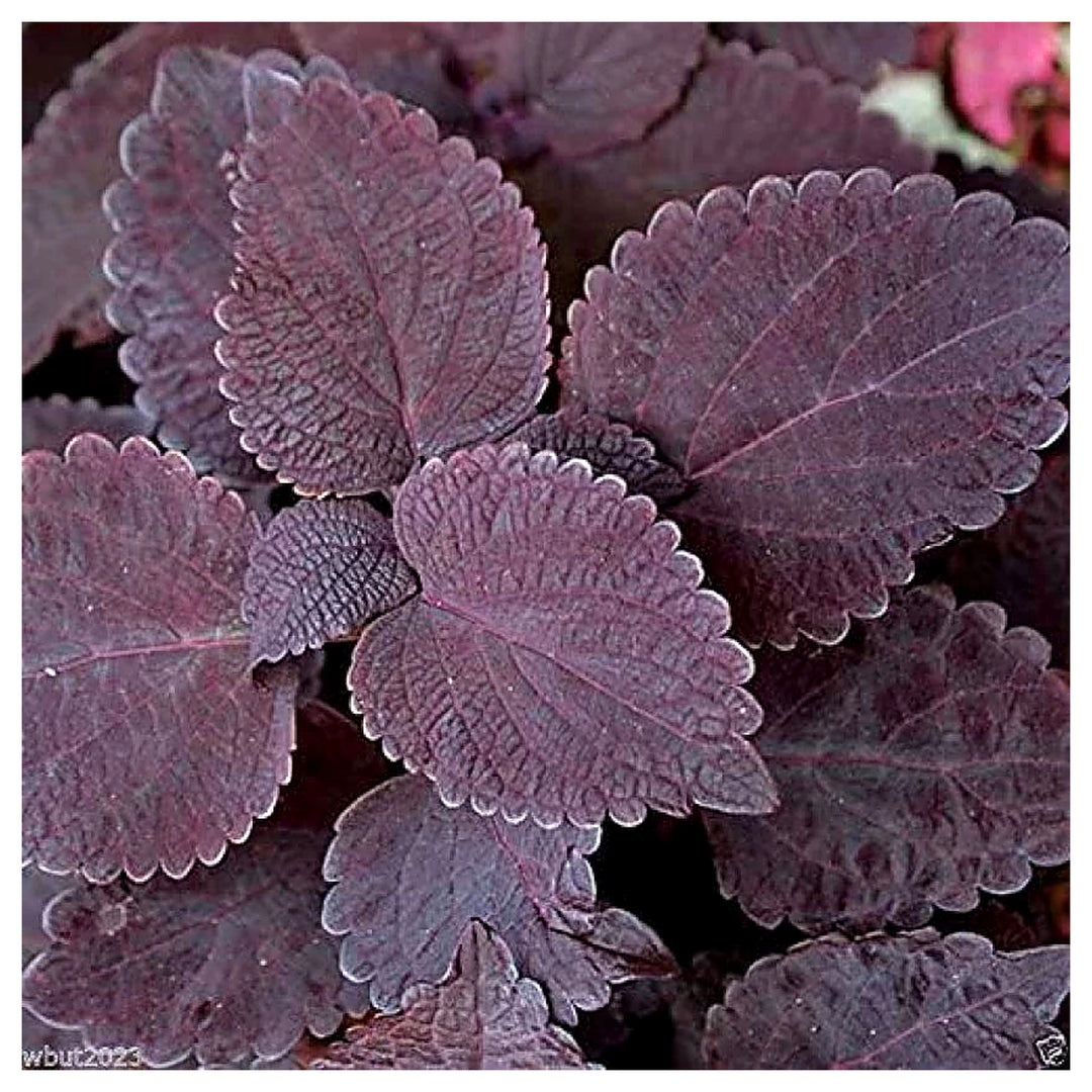 Deep Purple Coleus Plant Seeds for Planting – Heirloom, Non-GMO, High Germination Organic Garden Seeds | Neera Seeds product photo [neera-v4-6cf4ec222f11b11db87b]