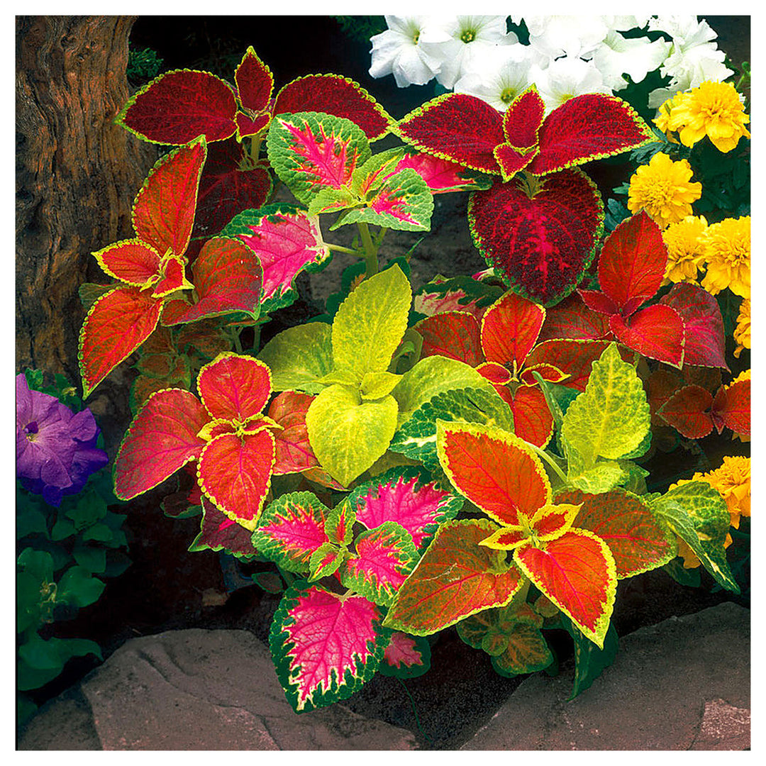 Heirloom Mixed Color Coleus Flower Seeds for Planting – Non-GMO, Vibrant Ornamental Foliage Variety | Neera Seeds product photo [neera-v4-6cfb1da7ef7560ccbcc2]