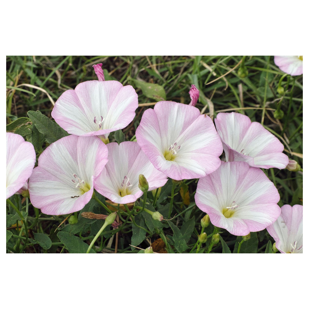 Ackerwinde Flower Seeds – Heirloom Non-GMO Morning Glory Seeds for Colorful Climbing Gardens | Neera Seeds product photo [neera-v4-6d12b99e560256c8ab90]
