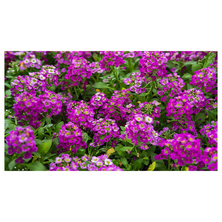 Heirloom Non-GMO Alyssum Ground Cover Flower Seeds for Planting – Fragrant Blooms for Borders &amp; Landscapes | Neera Seeds product photo [neera-v4-6d1df44381abce220207]