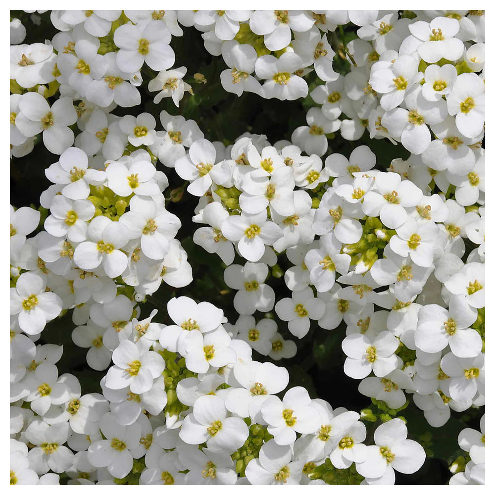 Snow Peak Rock Cress Flower Seeds – Heirloom Non-GMO High Germination Organic Garden Seeds for Planting | Neera Seeds product photo [neera-v4-6d1dfc8647feeff2f105]