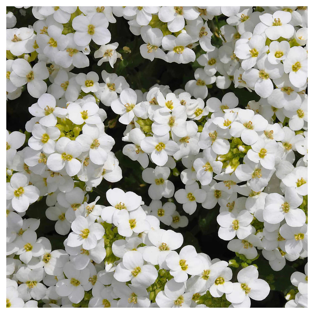 Snow Peak Rock Cress Flower Seeds – Heirloom Non-GMO High Germination Organic Garden Seeds for Planting | Neera Seeds product photo [neera-v4-6d1dfc8647feeff2f105]