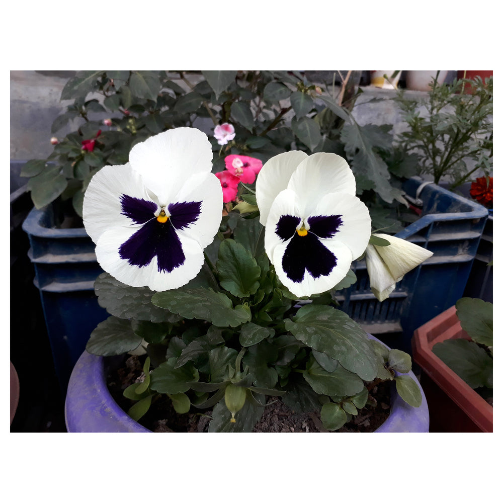 White Black Pansy Seeds for Planting | Heirloom, Non-GMO, Organic Flower Seeds | Neera Seeds product photo [neera-v4-6d28c6a3df710260b6db]