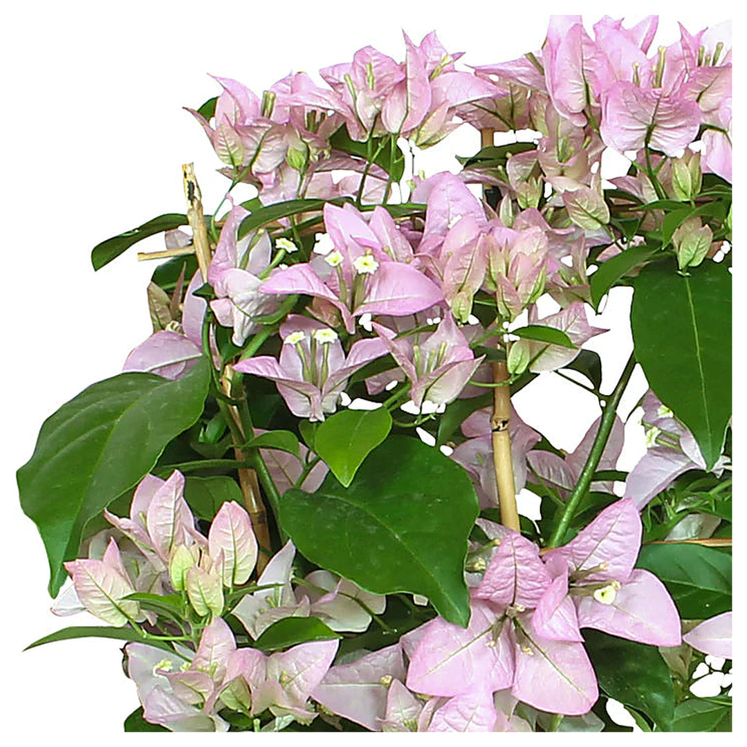 Heirloom Light Purple Bougainvillea Flower Seeds – Non-GMO | High Germination Organic Garden Seeds for Planting | Neera Seeds product photo [neera-v4-6d33e19432aeaaa89777]