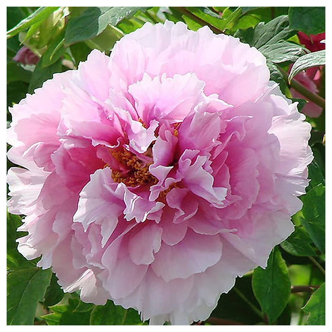 White Pink Red Rare Flower King Peony Growing Or Peonies With Fragrant Blooms Flower Seeds | Neera Seeds product photo [neera-v4-6d3fd4d895399b0ea999]