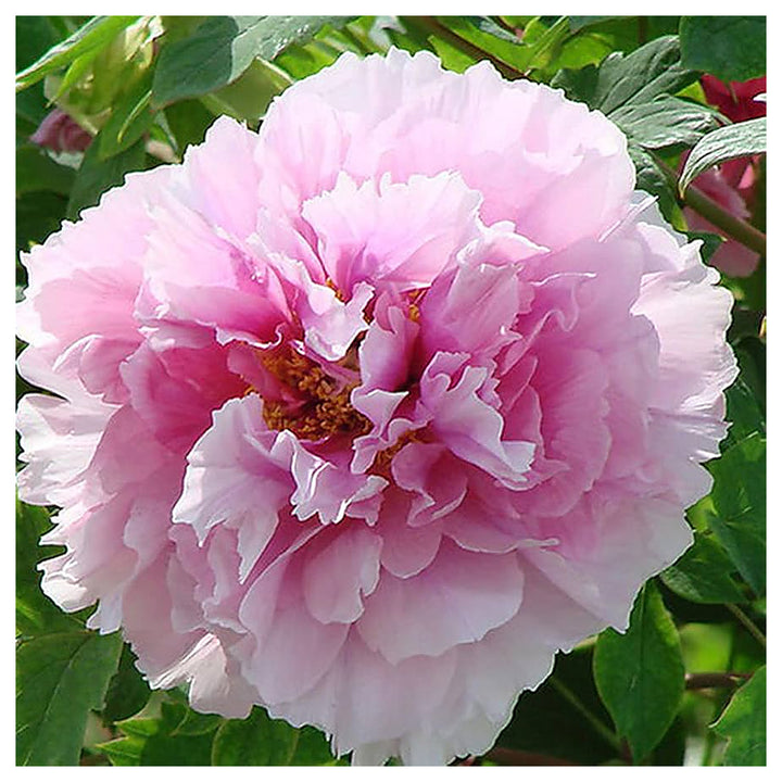 White Pink Red Rare Flower King Peony Growing Or Peonies With Fragrant Blooms Flower Seeds | Neera Seeds product photo [neera-v4-6d3fd4d895399b0ea999]