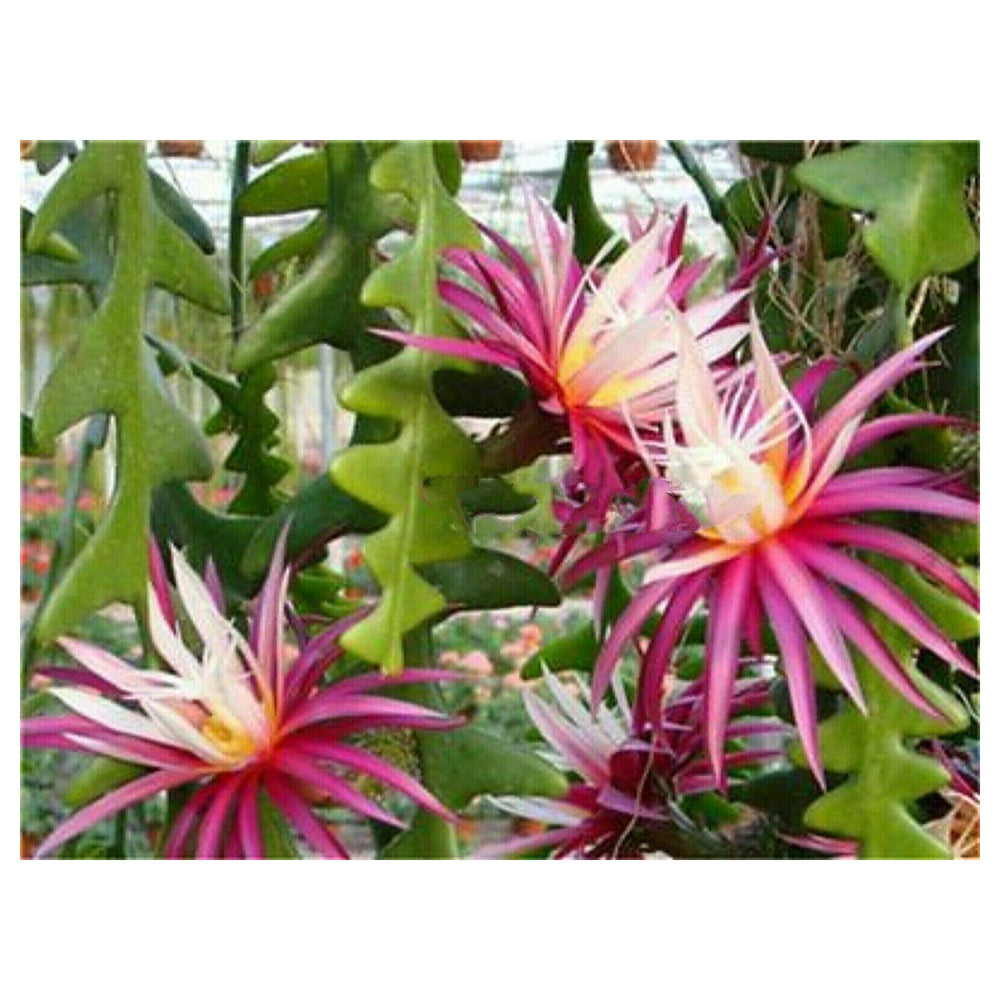 White Violet Epiphyllum Flower Seeds for Garden Planting – Heirloom, Non-GMO, High Germination Organic Seeds | Neera Seeds product photo [neera-v4-6d5adea06e0c8d07d23c]
