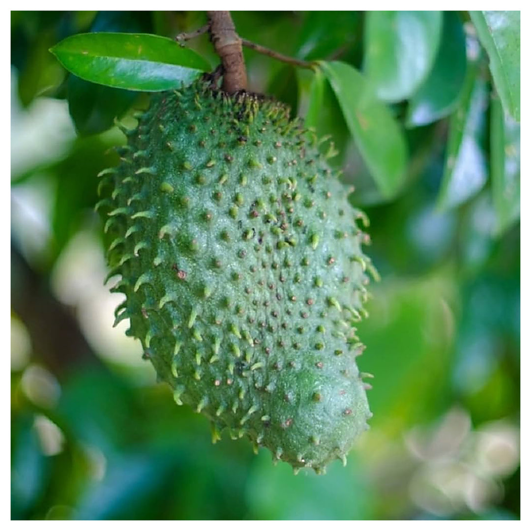 Army Green Graviola Soursop Fruit Seeds for Planting – Heirloom, Non-GMO, Tropical Fruit Seeds | Neera Seeds product photo [neera-v4-6d626a2eb94bc0a1dd1d]