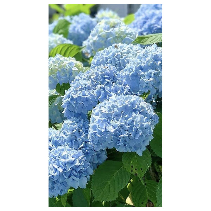 Heirloom Rhododendron Sea Blue Flower Seeds – Non-GMO, High Germination Ornamental Garden Seeds | Neera Seeds product photo [neera-v4-6d6e2913546eb1284daf]
