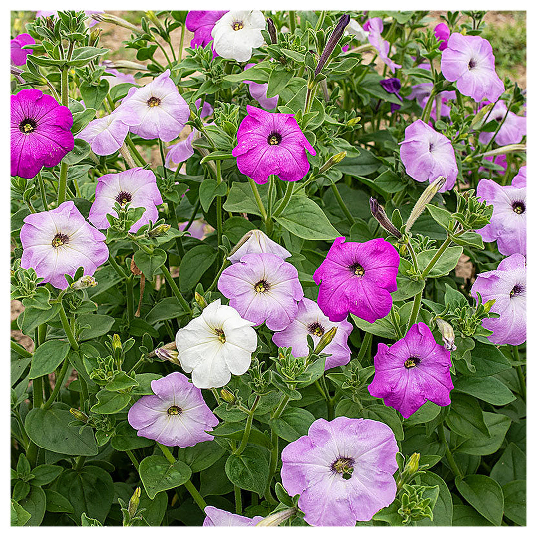 Green Petunia Petunia Hybrida Climbing Flower For Planting Unique Shade For Hanging Baskets | Neera Seeds product photo [neera-v4-6d782df88872895052a2]