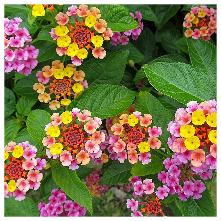 Lantana Camara Flower Seeds – Heirloom Non-GMO Butterfly-Attracting Blooms for Garden Planting | Neera Seeds product photo [neera-v4-6d785ae3aea14677bbe2]