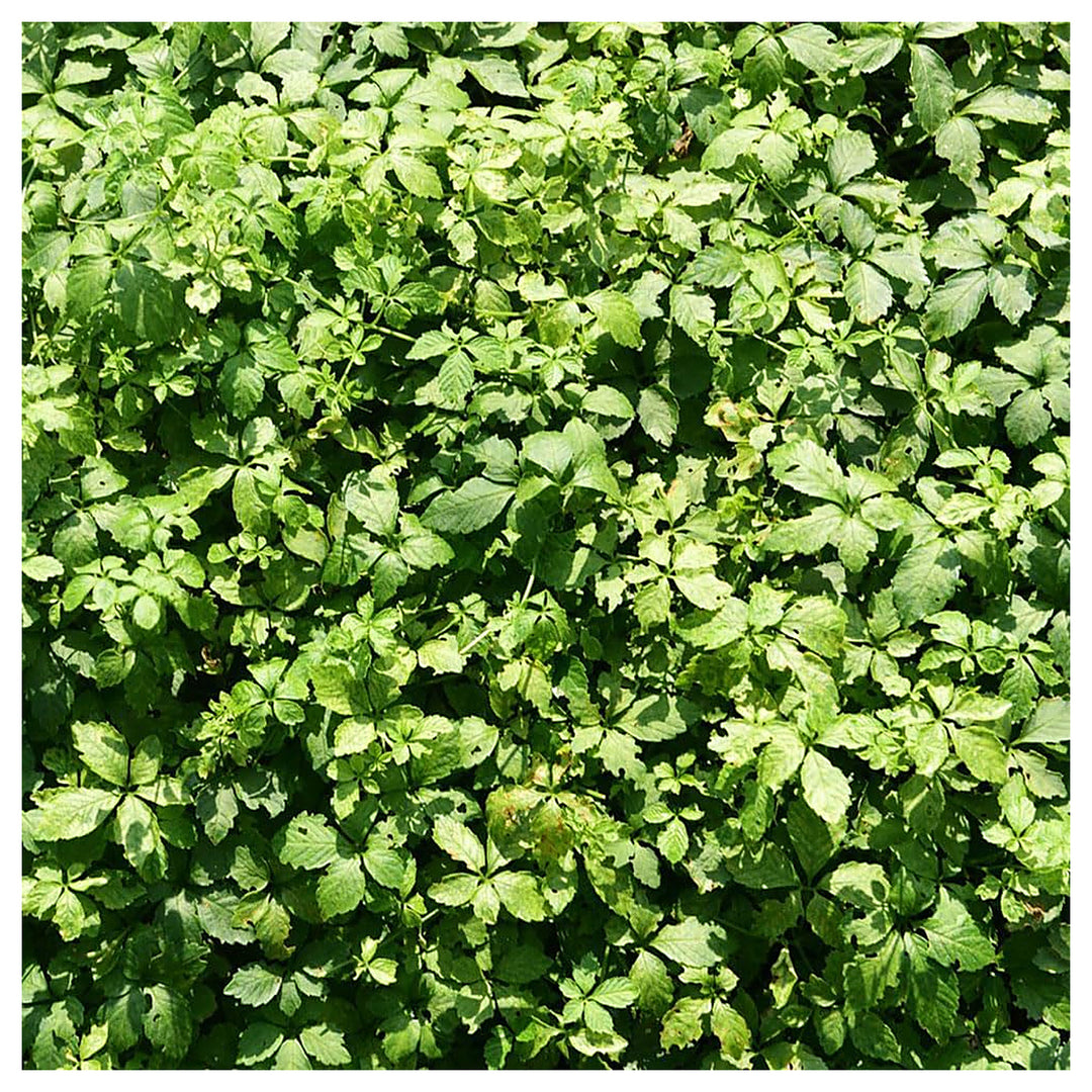 Jiaogulan Herb Seeds for Planting – Heirloom, Non-GMO Longevity Seeds, High Germination, Medicinal Garden | Neera Seeds product photo [neera-v4-6d83d8881a6ef6a1c4fa]