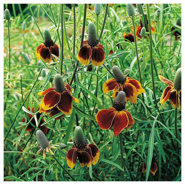Heirloom Ratibida Columnaris Seeds – Non-GMO Flower Seeds for Planting | High Germination Organic Garden Blooms | Neera Seeds product photo [neera-v4-6da4c12a5757c37038fe]