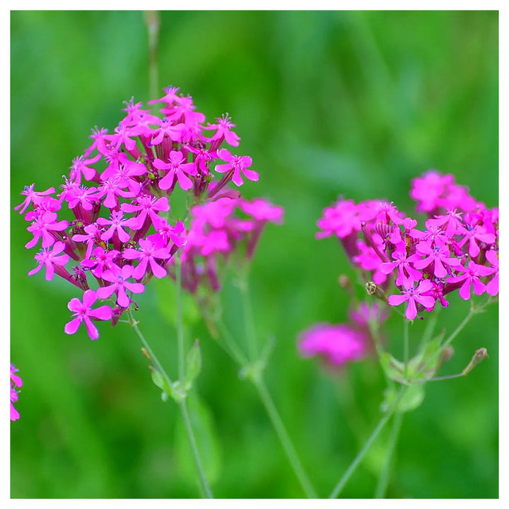 Silene armeria (Sweet William Catchfly) Flower Seeds for Planting – Heirloom &amp; Non-GMO Bright Blooms for Borders an | Neera Seeds product photo [neera-v4-6da7c4019c84cc242c90]