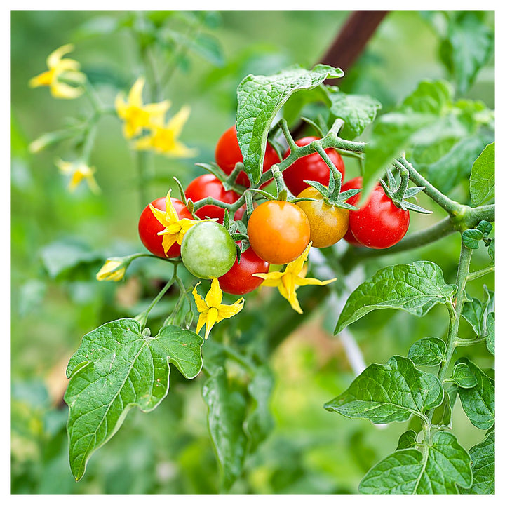 Cherry Tomato Vegetable Seeds for Planting – Heirloom, Non-GMO, High Germination Organic Garden Seeds | Neera Seeds product photo [neera-v4-6db56e4600e34516b32a]