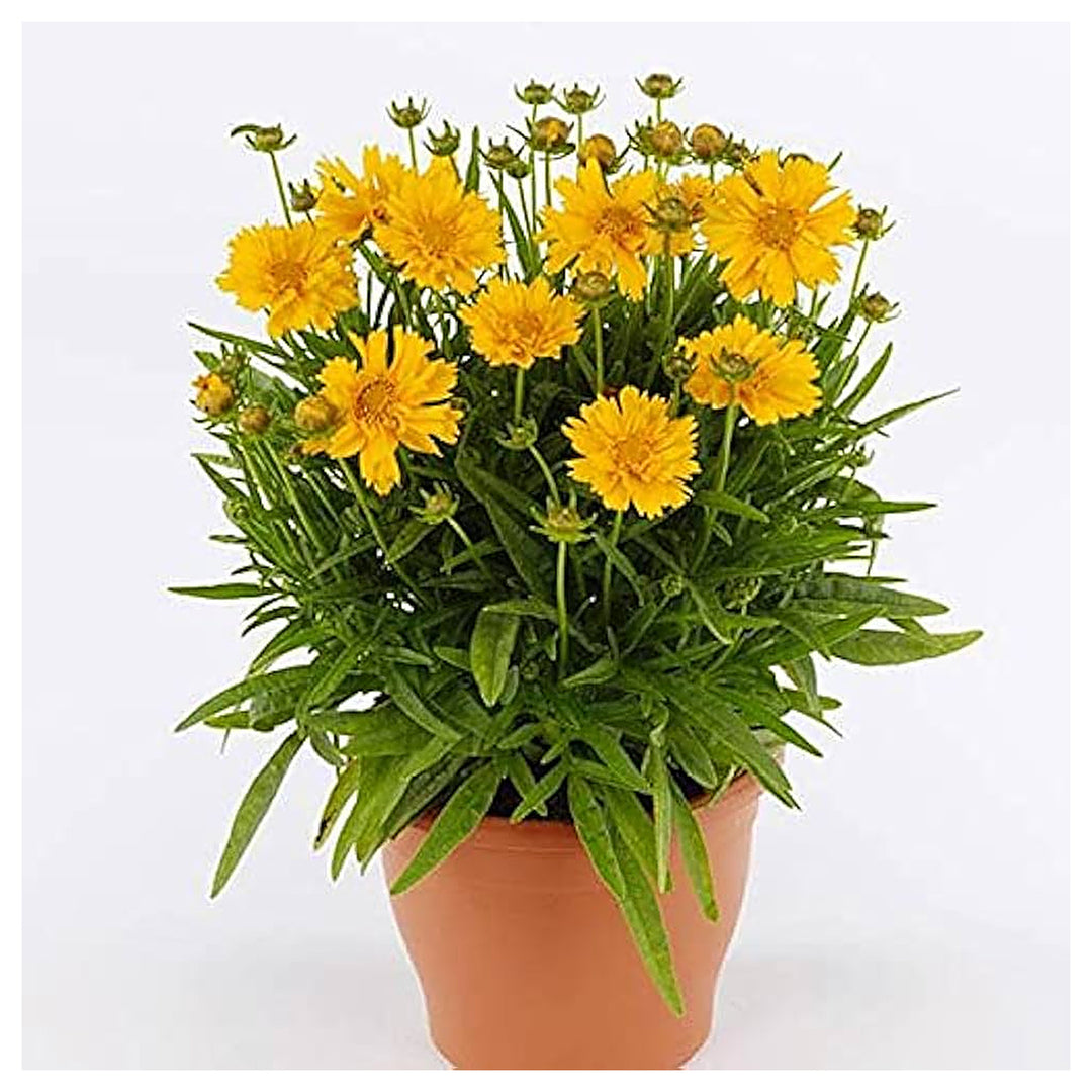 Coreopsis Tripteris Tall Tickseed For Planting Flower Garden Flower Seeds for Home Garden Planting, | Neera Seeds product photo [neera-v4-6dbcd6f2e161afef221a]