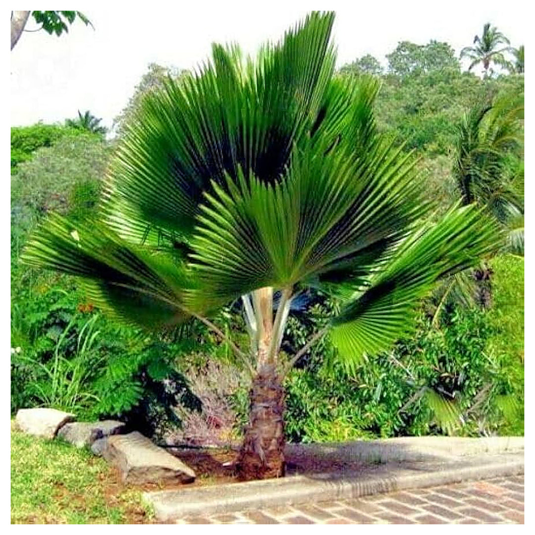 Fiji Fan Palm Tree Planting Pritchardia Pacifica From Kauai Heirloom Non Gmo Flower Seeds | Neera Seeds product photo [neera-v4-6dcd51a3f0f045f54b43]