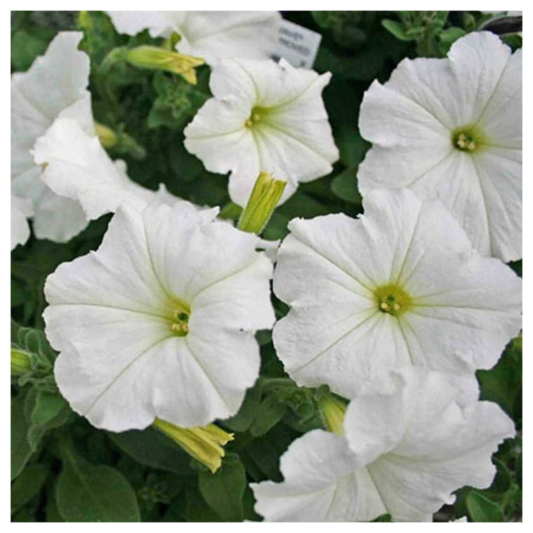 White Petunia Grandiflora Seeds – Heirloom, Non-GMO Flower Seeds for Garden Planting | Neera Seeds product photo [neera-v4-6dd054f9c87af620e3db]