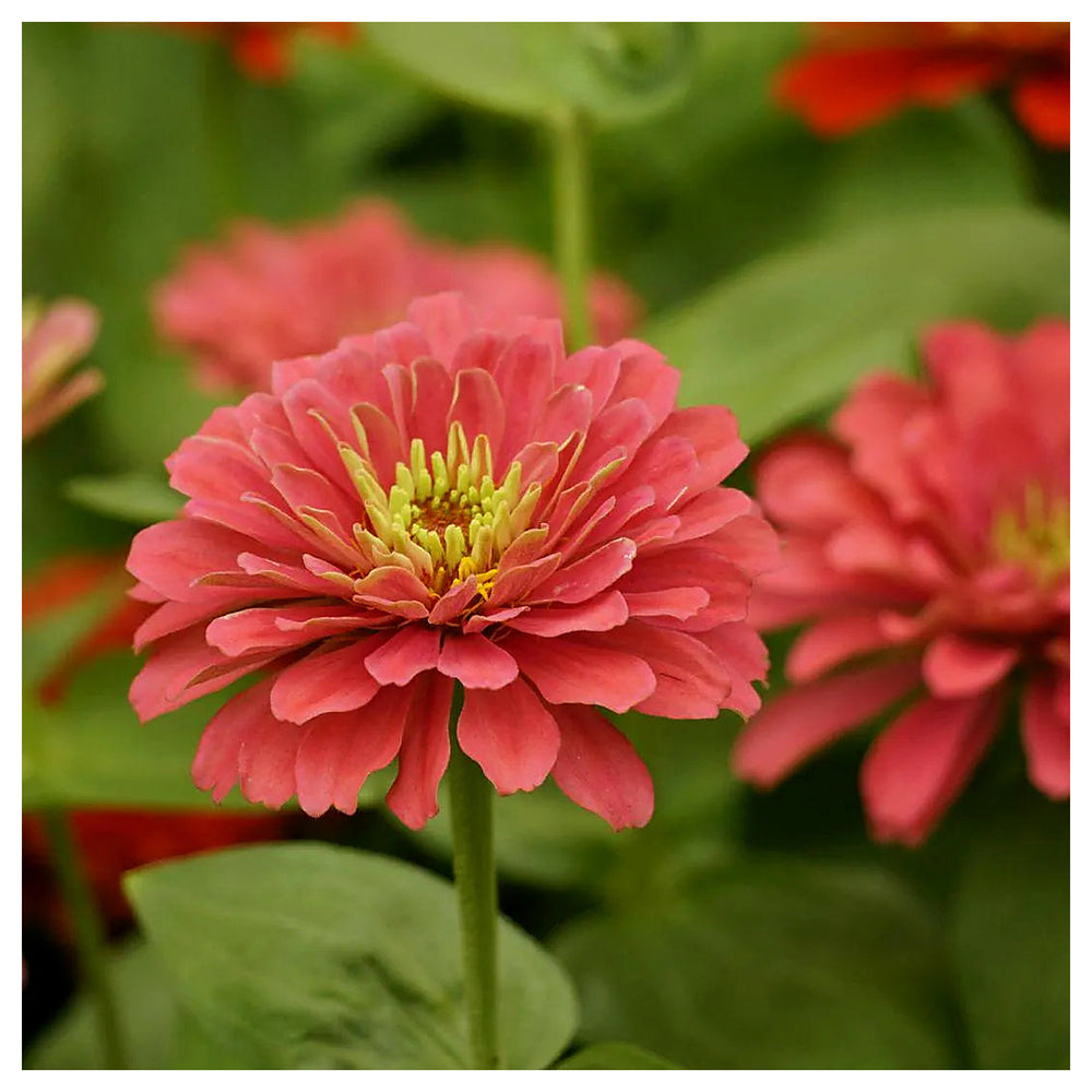 Zinnia Benary Giant Flower Seeds – Vibrant Colors, Heirloom, Non-GMO, High Germination Organic Garden Seeds | Neera Seeds product photo [neera-v4-6dd6f6a56f86a23a0284]