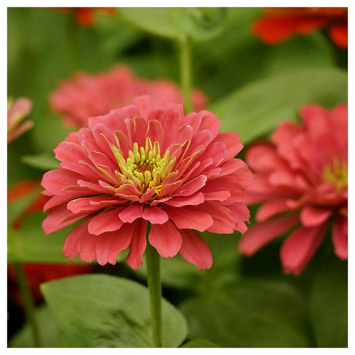 Zinnia Benary Giant Flower Seeds – Vibrant Colors, Heirloom, Non-GMO, High Germination Organic Garden Seeds | Neera Seeds product photo [neera-v4-6dd6f6a56f86a23a0284]