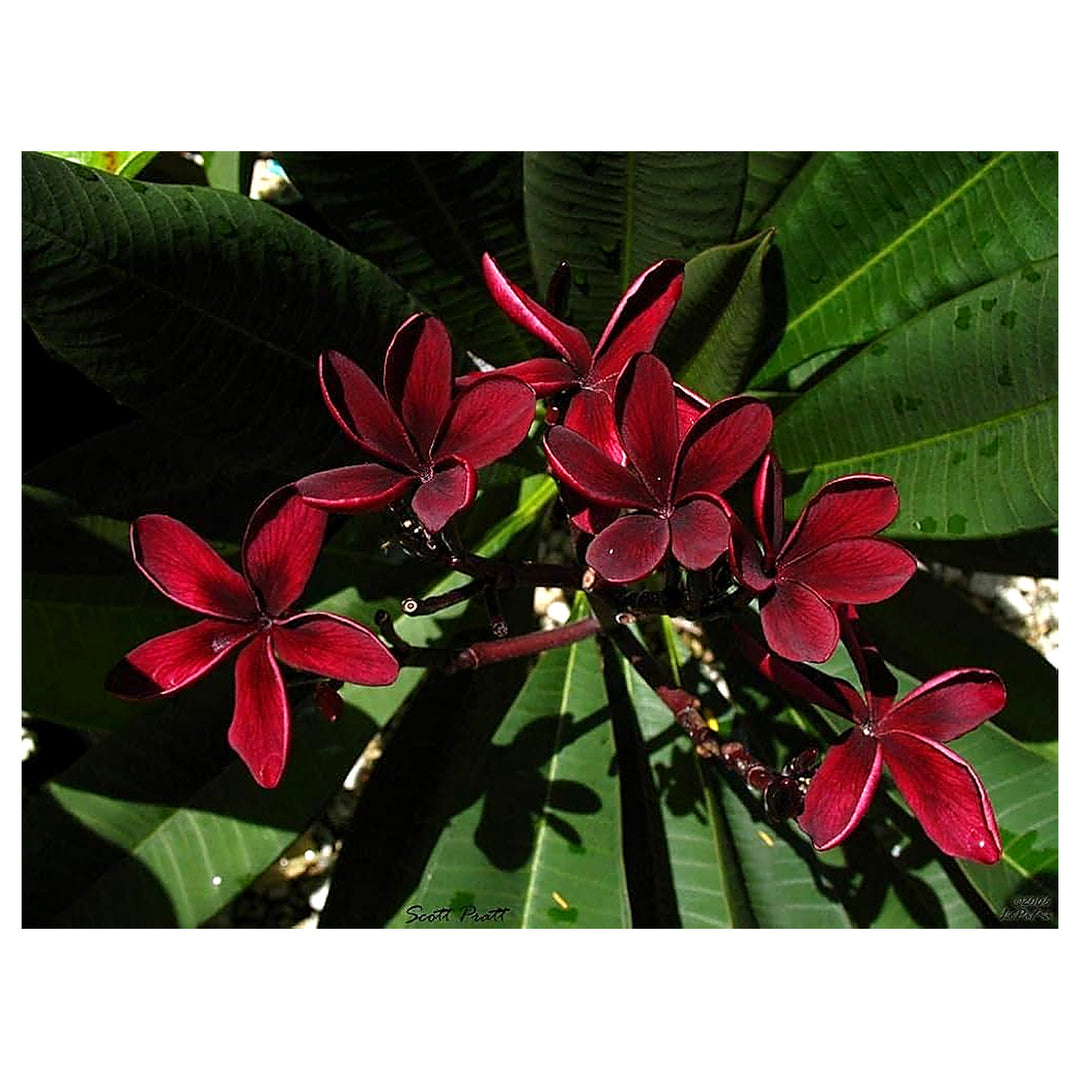 Heirloom Non-GMO Maroon Frangipani Flower Seeds for Planting – Exotic Fragrant Blooms Organic Garden Seeds | Neera Seeds product photo [neera-v4-6dd8f24019488016df3c]