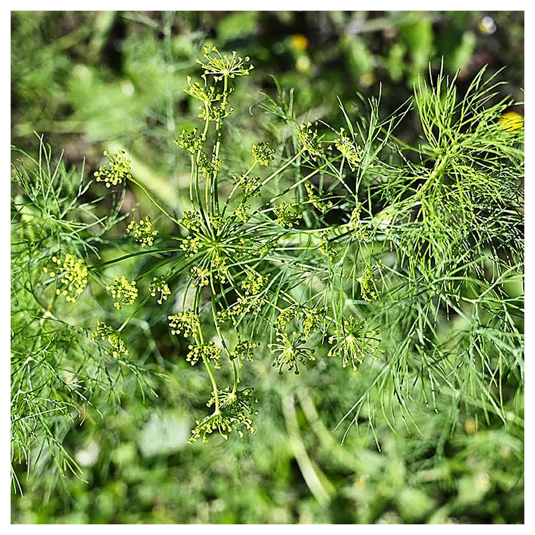 Vierling Dill Herb Seeds for Planting – Heirloom, Non-GMO, High Germination Organic Garden Seeds for Culinary & Med | Neera Seeds product photo [neera-v4-6ddbf9889f935b8b395e]