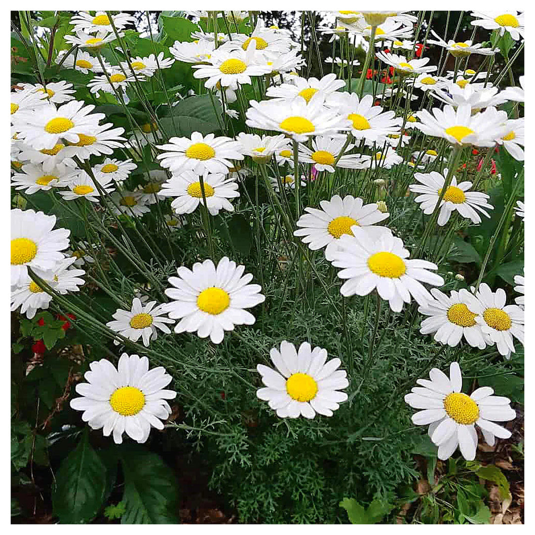 Heirloom Pyrethrum Seeds – Non-GMO Flower Seeds for Planting | High Germination Organic Garden Blooms | Neera Seeds product photo [neera-v4-6ddd56ed601633954ef1]