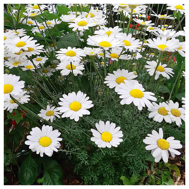 Heirloom Pyrethrum Seeds – Non-GMO Flower Seeds for Planting | High Germination Organic Garden Blooms | Neera Seeds product photo [neera-v4-6ddd56ed601633954ef1]