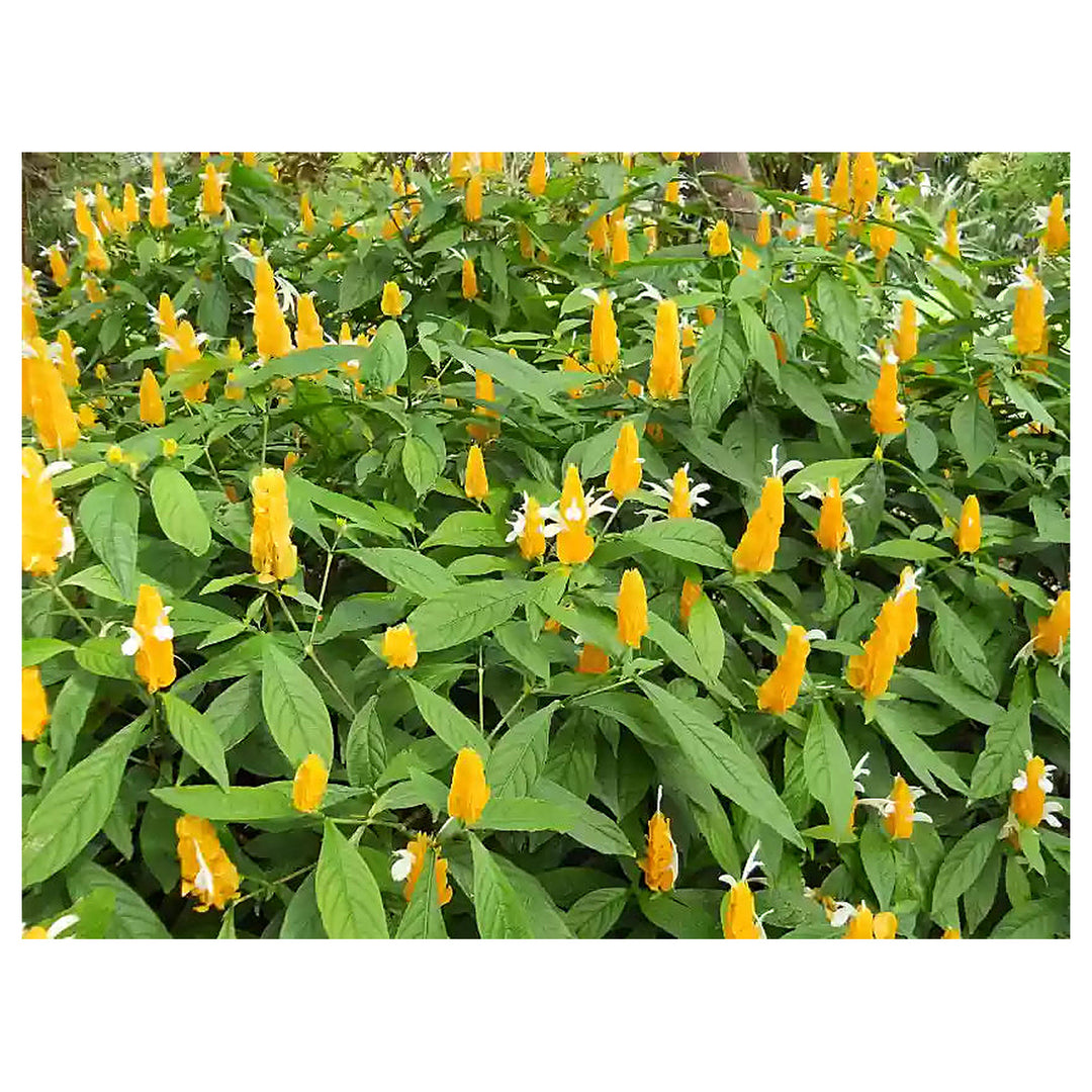 Pachystachys Lutea Plant Seeds for Planting | Heirloom Non-GMO High Germination Organic Garden Seeds | Neera Seeds product photo [neera-v4-6dfa55a86e7837682558]