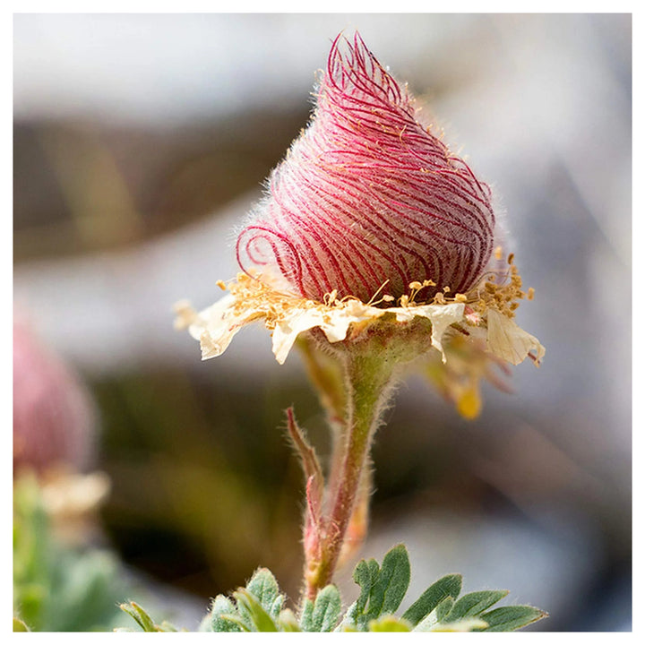 Heirloom Non-GMO Smoke Flower Seeds for Garden Planting – Unique Ornamental Blooms Variety | Neera Seeds product photo [neera-v4-6dfc4f2ed8199a77c377]