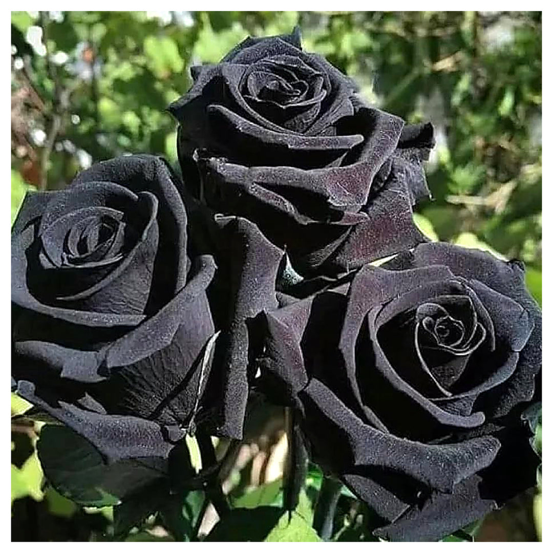 Rose Bush Flower Seeds for Planting – Heirloom Non-GMO Seeds for Garden Landscaping | Neera Seeds product photo [neera-v4-6e12b0e5f22c742239aa]
