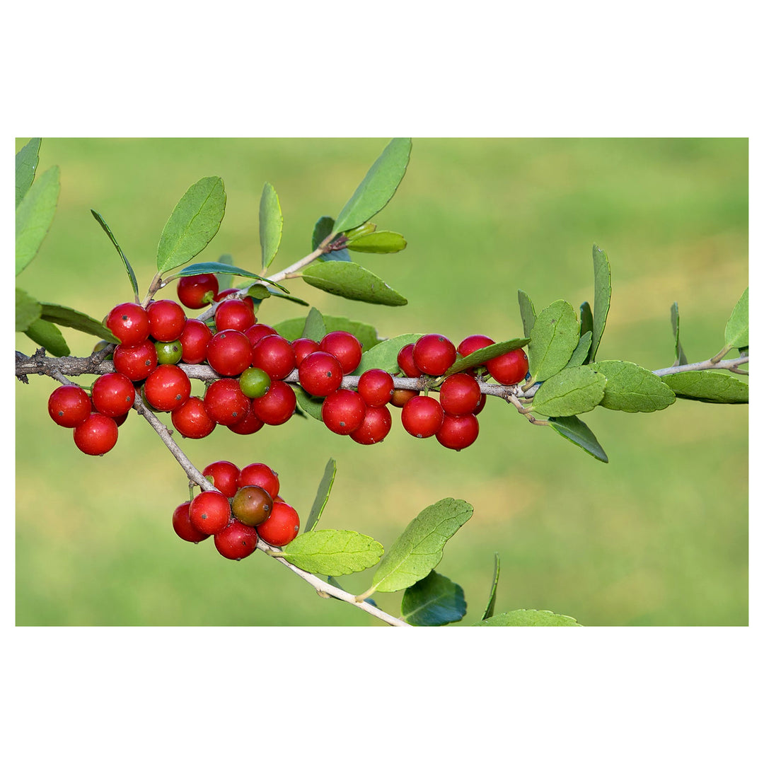 Heirloom Yaupon Flower Seeds For Planting Non-GMO Caffeine-Rich Holly Seeds High Germination Organic Garden Seeds | Neera Seeds product photo [neera-v4-6e2295617ae2fd8e920c]