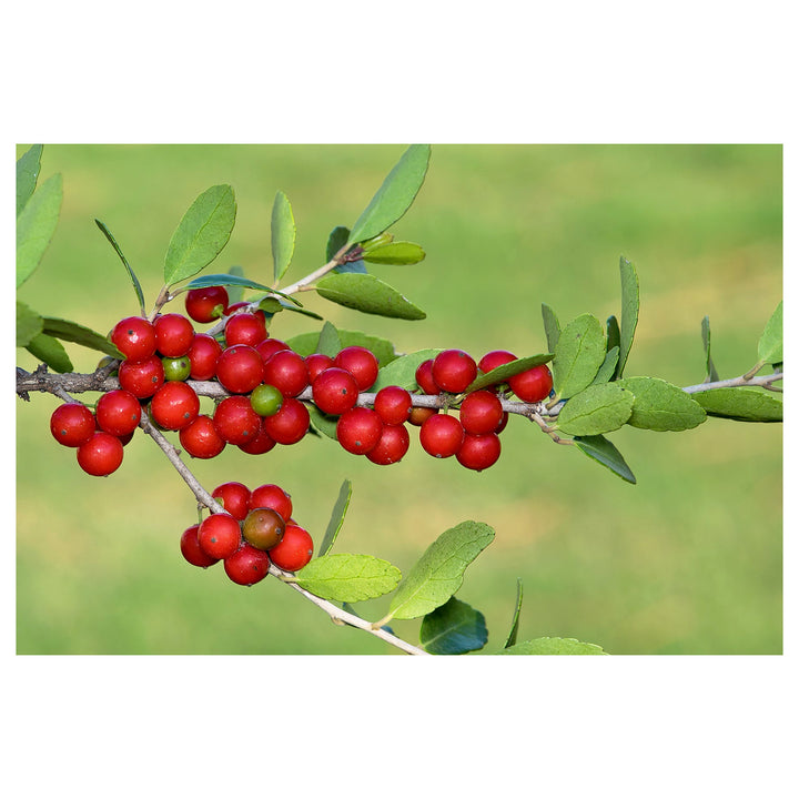 Heirloom Yaupon Flower Seeds For Planting Non-GMO Caffeine-Rich Holly Seeds High Germination Organic Garden Seeds | Neera Seeds product photo [neera-v4-6e2295617ae2fd8e920c]