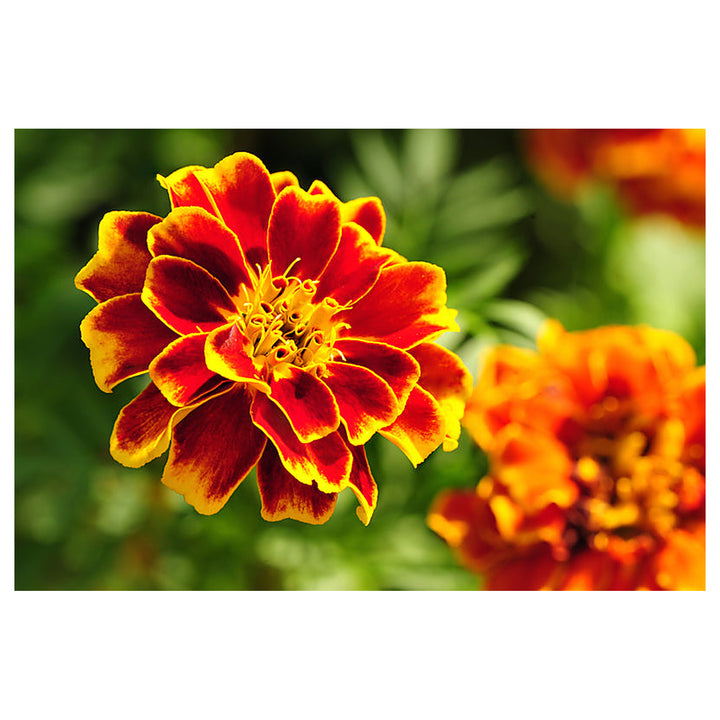Heirloom Marigold Sparky Flower Seeds, Non-GMO Bright Blooms for Vibrant Garden Planting | Neera Seeds product photo [neera-v4-6e2a0ac95460700869b0]