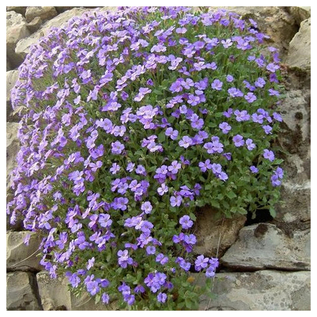 Heirloom Non-GMO Pale Blue Rock Cress Flower Seeds for Planting – High Germination Ground Cover Seeds | Neera Seeds product photo [neera-v4-6e3b6e388b96cae5bbb0]