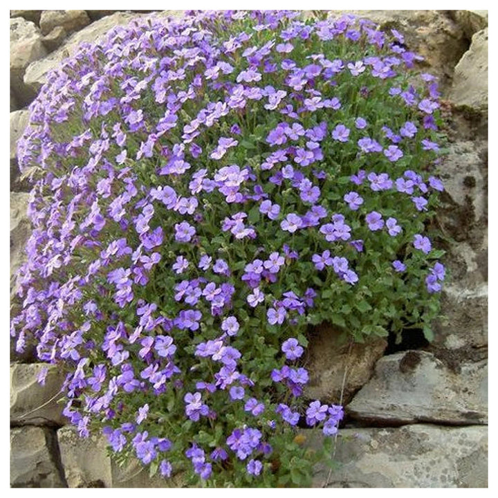 Heirloom Non-GMO Pale Blue Rock Cress Flower Seeds for Planting – High Germination Ground Cover Seeds | Neera Seeds product photo [neera-v4-6e3b6e388b96cae5bbb0]
