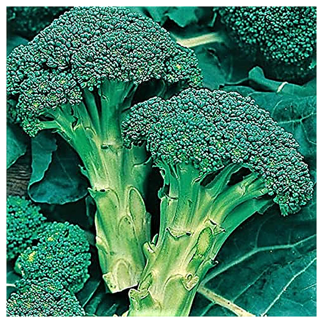 Calabrese Broccoli Seeds for Planting – Heirloom, Non-GMO Green Sprouting Broccoli for Home Garden &amp; Organic Growin | Neera Seeds product photo [neera-v4-6e569866f1edd5745008]