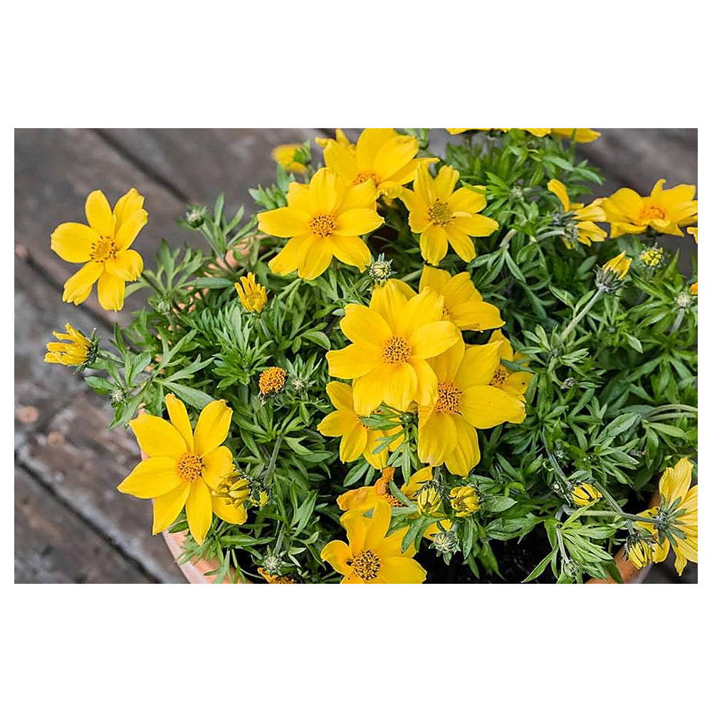 Bidens Flower Seeds for Planting, Fresh - NON GMO Seeds | Neera Seeds product photo [neera-v4-6e61314949c870d8724e]