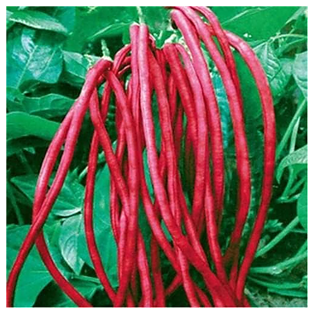 Burgundy Bean Vegetable Seeds for Planting – Heirloom Non-GMO Organic Garden Seeds, High Germination | Neera Seeds product photo [neera-v4-6e6eddcfcaaacb0d2e1c]