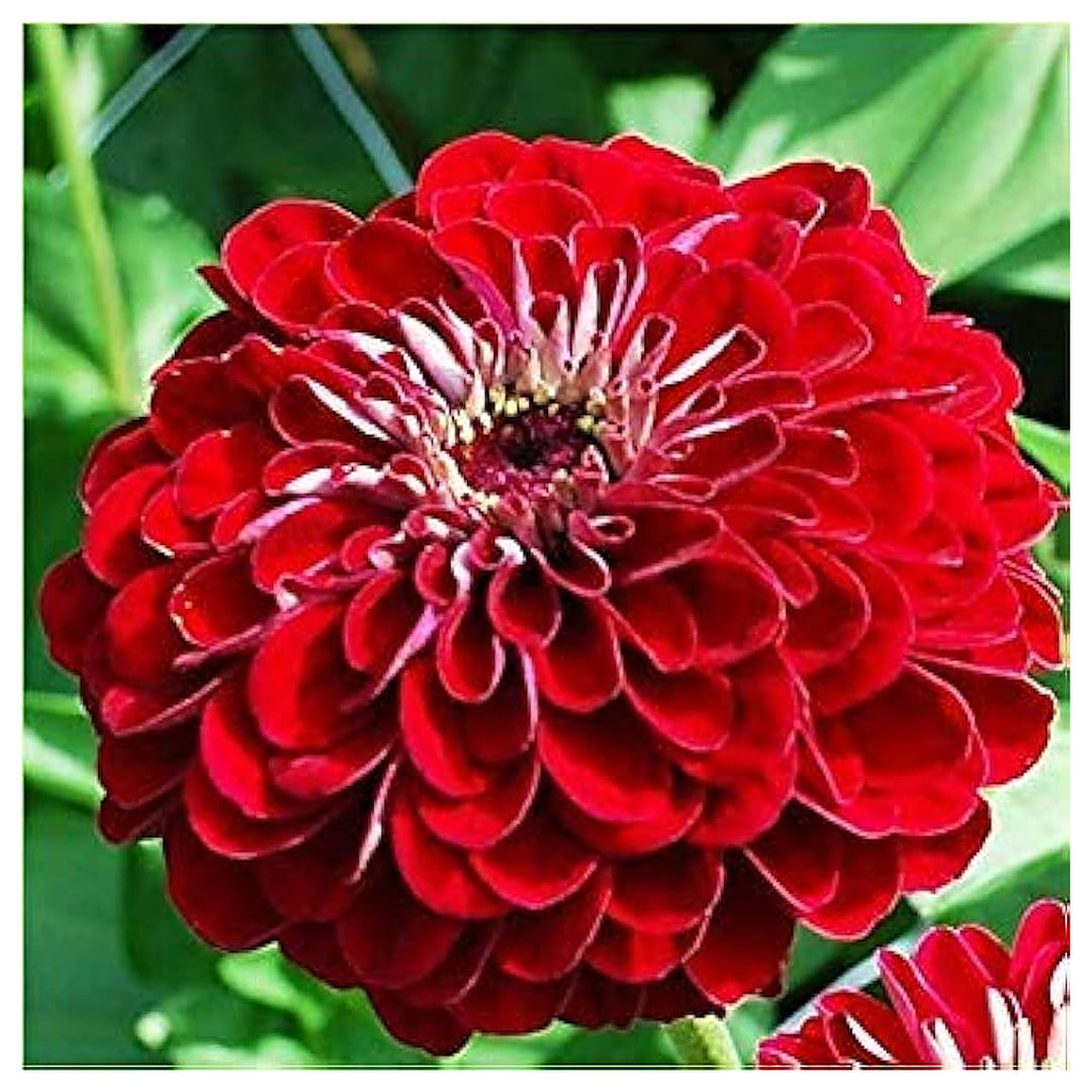 Red Teddy Bear Sunflower Seeds for Planting – Unique Dwarf Blooms, Ideal for Pots & Gardens | Neera Seeds product photo [neera-v4-6e6fc596053cd1b1b062]