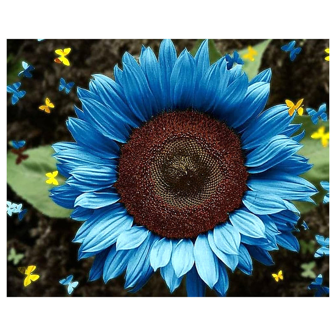 Heirloom Sky Blue Sunflower Seeds for Planting – Non-GMO, High Germination Organic Garden Seeds for Rare Home Flowe | Neera Seeds product photo [neera-v4-6e72faf98a025667005c]