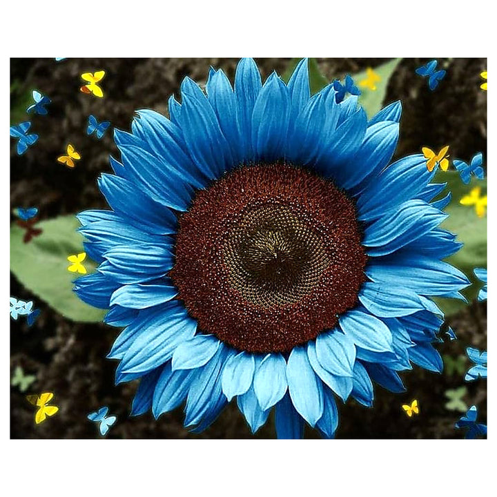 Heirloom Sky Blue Sunflower Seeds for Planting – Non-GMO, High Germination Organic Garden Seeds for Rare Home Flowe | Neera Seeds product photo [neera-v4-6e72faf98a025667005c]