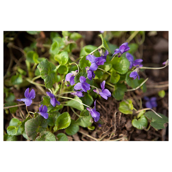 Heirloom Non-GMO Purple Viola Flower Seeds for Spring Planting – Vibrant Blooming Flower Seeds | Neera Seeds product photo [neera-v4-6e736e06a02b3ffc27c0]