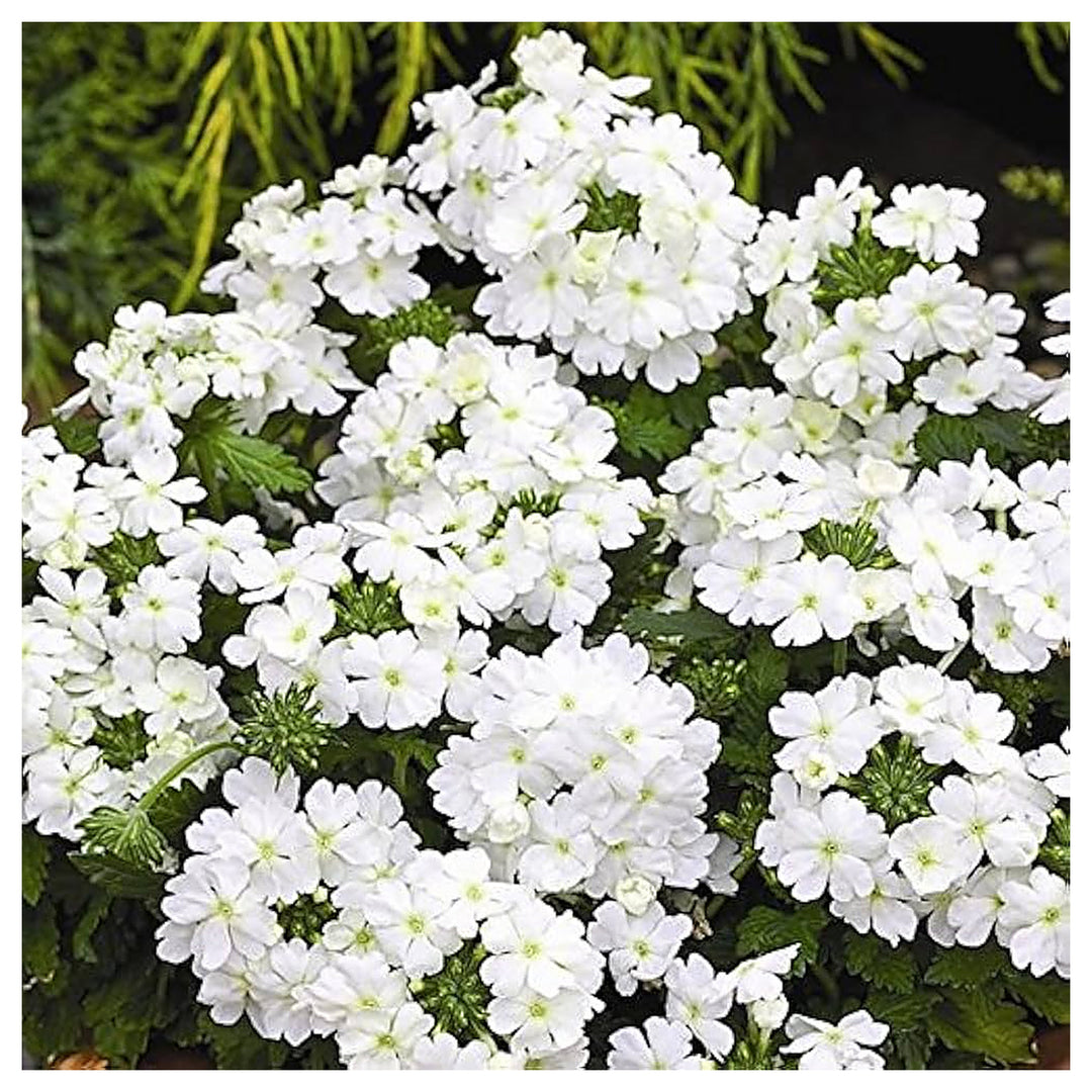White Verbena Crystal Planting Home Garden Flower Pot Flower Seeds Home Garden Planting, | Neera Seeds product photo [neera-v4-6e78df14ddd0dec09fdb]