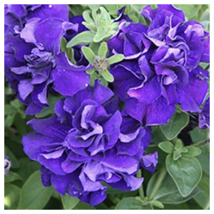 Dark Purple Double Petunia Seeds for Planting – Heirloom Non-GMO | High Germination Organic Garden Seeds | Neera Seeds product photo [neera-v4-6e7b369862a11f8aff2a]