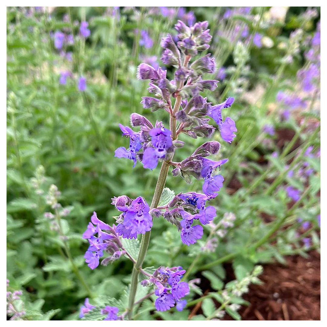 Heirloom Non-GMO Purple Catmint Flower Seeds for Planting – Fragrant Blooming Flower Seeds | Neera Seeds product photo [neera-v4-6e8b9624a621d4bedf4e]