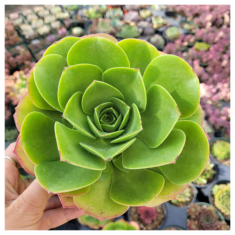 Heirloom Canary Aeonium Flower Seeds, Non-GMO Succulent Rosette Blooms for Drought-Tolerant Garden Planting | Neera Seeds product photo [neera-v4-6e95244288eaaf754bb5]